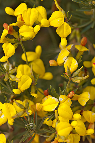 Utah Birdsfoot Trefoil (Lotus utahensis). Zion National Park - May 27, 2007.
