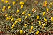 Utah Birdsfoot Trefoil	(Lotus utahensis) - Zion National Park
