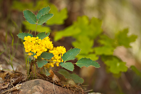 Creeping Barberry (Mahonia repens). Zion National Park - April 25, 2008.
