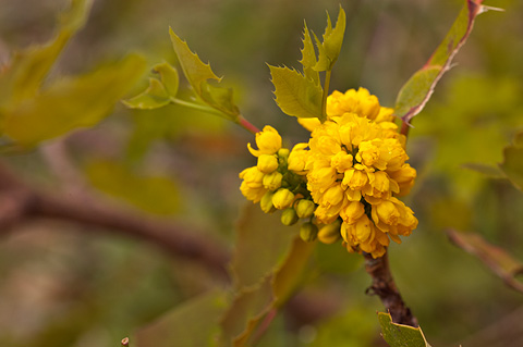 Creeping Barberry (Mahonia repens). Zion National Park - April 17, 2010.