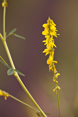 Yellow Sweet Clover (Melilotus officinalis). Zion National Park - May 3, 2009.