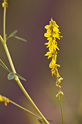 Yellow Sweet Clover (Melilotus officinalis) - Zion National Park