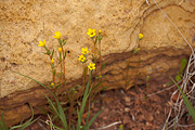 Blazing Star (Mentzelia albicaulis) - Zion National Park