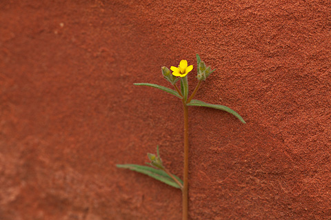 Blazing Star (Mentzelia albicaulis). Zion National Park - April 16, 2010.