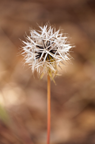Lindley's Silverpuffs (Microseris lindleyi). Zion National Park - May 2, 2009.