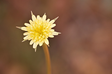 Lindley's Silverpuffs (Microseris lindleyi). Zion National Park - May 4, 2009.