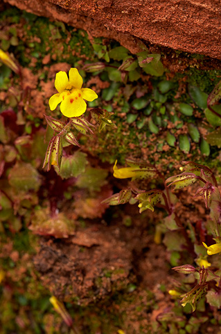 Common Monkeyflower (Mimulus guttatus). Zion National Park - April 17, 2010.