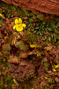 Common Monkeyflower (Mimulus guttatus) - Zion National Park