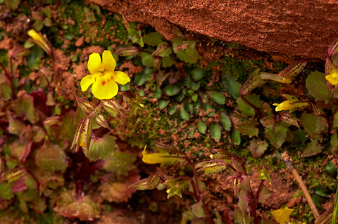 Common Monkeyflower (Mimulus guttatus). Zion National Park - April 17, 2010.