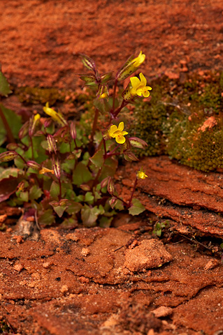 Common Monkeyflower (Mimulus guttatus). Zion National Park - April 17, 2010.