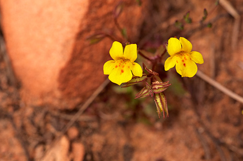 Common Monkeyflower (Mimulus guttatus). Zion National Park - April 17, 2010.