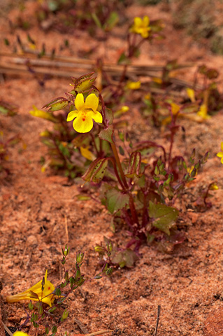 Common Monkeyflower (Mimulus guttatus). Zion National Park - April 17, 2010.