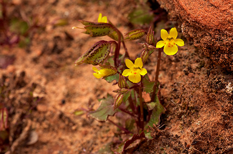 Common Monkeyflower (Mimulus guttatus). Zion National Park - April 17, 2010.