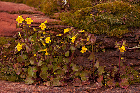 Common Monkeyflower (Mimulus guttatus). Zion National Park - May 2, 2010.