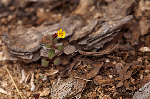 Little Redstem Monkeyflower (Mimulus rubellus). Zion National Park - April 16, 2010.