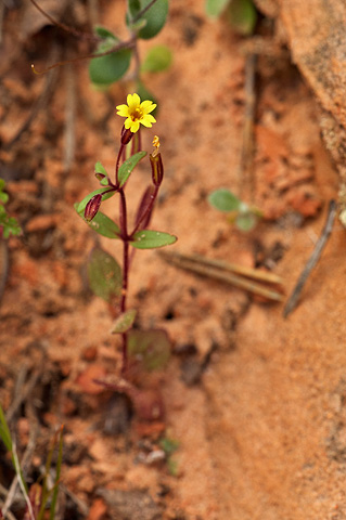 Little Redstem Monkeyflower (Mimulus rubellus). Zion National Park - April 17, 2010.