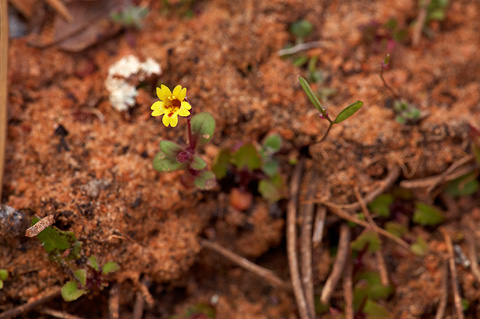 Little Redstem Monkeyflower (Mimulus rubellus). Zion National Park - April 17, 2010.