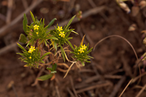 Brewer's Navarretia (Navarretia breweri). Zion National Park - June 11, 2010.
