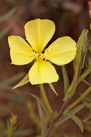 Bridges Evening Primrose (Oenothera longissima). Zion National Park - July 4, 2010.