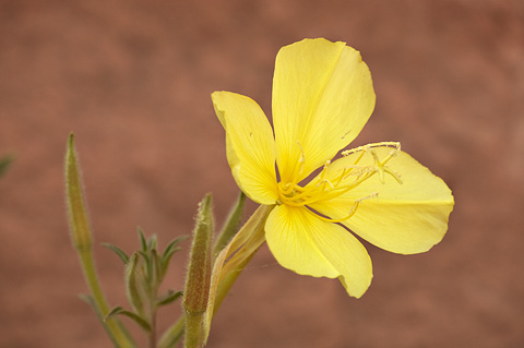 Bridges Evening Primrose (Oenothera longissima). Zion National Park - July 4, 2010.