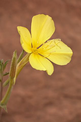Bridges Evening Primrose (Oenothera longissima). Zion National Park - July 4, 2010.