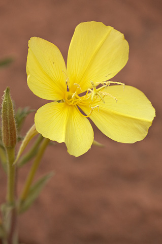 Bridges Evening Primrose (Oenothera longissima). Zion National Park - July 4, 2010.