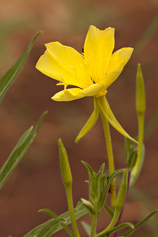 Bridges Evening Primrose (Oenothera longissima). Zion National Park - July 25, 2010.