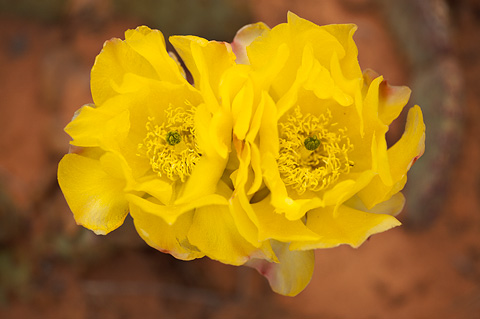 Golden Pricklypear (Opuntia aurea). Zion National Park - May 24, 2009.