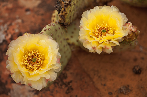Golden Pricklypear (Opuntia aurea). Zion National Park - May 24, 2009.