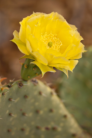 Golden Pricklypear (Opuntia aurea). Zion National Park - May 27, 2008.