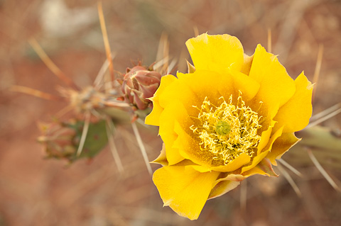 Engelmann's Pricklypear (Opuntia engelmannii). Zion National Park - May 26, 2007.