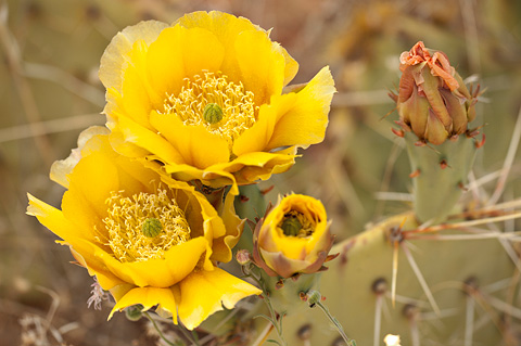 Engelmann's Pricklypear (Opuntia engelmannii). Zion National Park - May 26, 2007.
