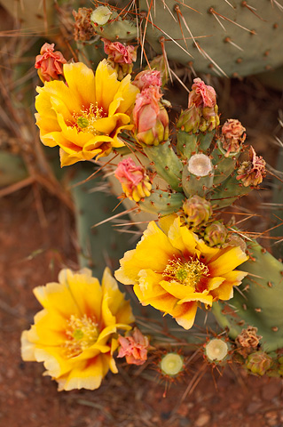 Tulip Pricklypear (Opuntia phaeacantha). Zion National Park - May 26, 2007.