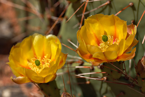 Tulip Pricklypear (Opuntia phaeacantha). Zion National Park - May 30, 2005.