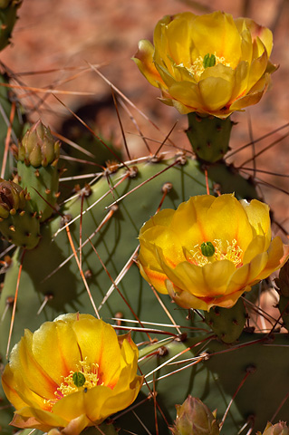 Tulip Pricklypear (Opuntia phaeacantha). Zion National Park - May 30, 2005.