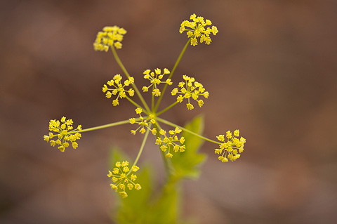 Western Sweetroot (Osmorhiza occidentalis). Zion National Park - June 11, 2010.