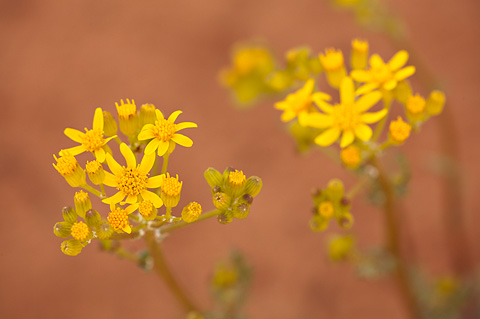 Lobeleaf Groundsel (Packera multilobata). Zion National Park - May 3, 2009.