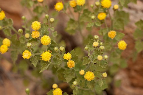 Springdale Rockdaisy (Perityle tenella). Zion National Park - July 4, 2010.