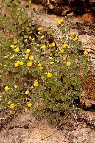 Springdale Rockdaisy (Perityle tenella). Zion National Park - July 4, 2010.
