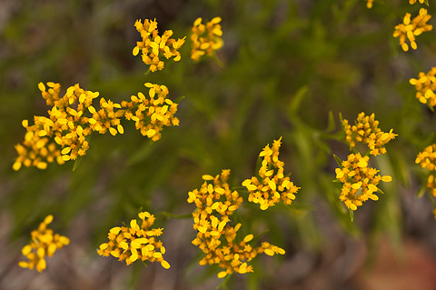 Rock Goldenrod (Petradoria pumila). Zion National Park - July 24, 2010.