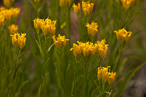 Rock Goldenrod (Petradoria pumila). Zion National Park - July 24, 2010.