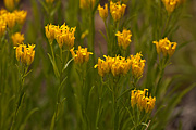 Rock Goldenrod (Petradoria pumila) - Zion National Park