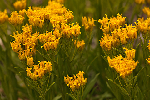 Rock Goldenrod (Petradoria pumila). Zion National Park - July 24, 2010.