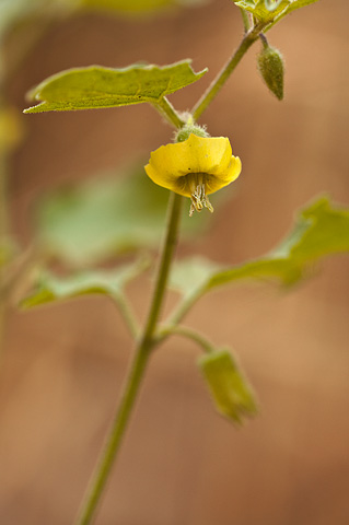 Fendler's Groundcherry (Physalis hederifolia). Zion National Park - July 2, 2010.