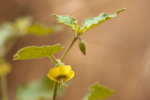 Fendler's Groundcherry (Physalis hederifolia). Zion National Park - July 2, 2010.