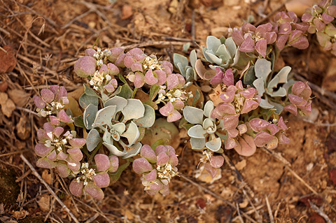 Chambers' Twinpod (Physaria chambersii). Zion National Park - May 25, 2009.