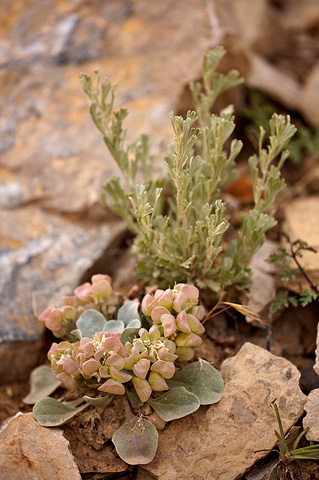 Chambers' Twinpod (Physaria chambersii). Zion National Park - May 25, 2009.