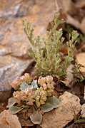 Chambers' Twinpod (Physaria chambersii) - Zion National Park