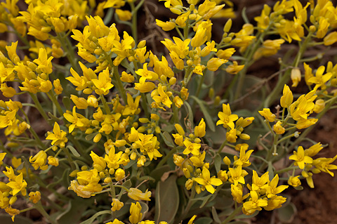Chambers' Twinpod (Physaria chambersii). Zion National Park - April 3, 2010.