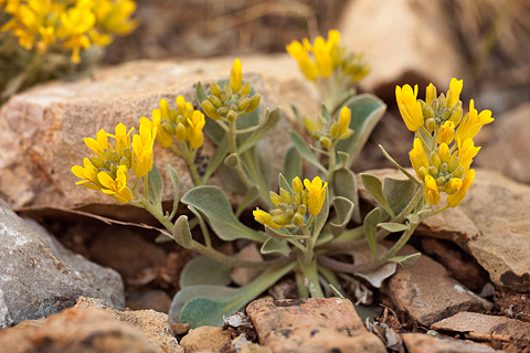Chambers' Twinpod (Physaria chambersii). Zion National Park - April 27, 2008.